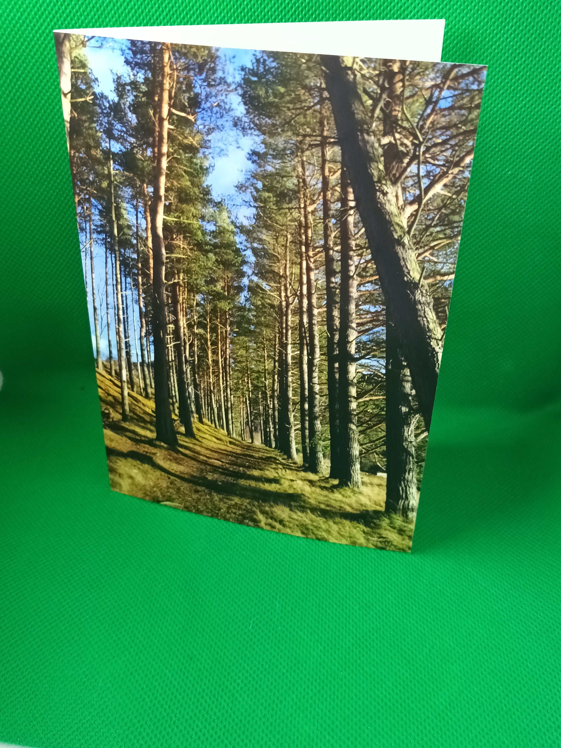 Trail Through The Trees 